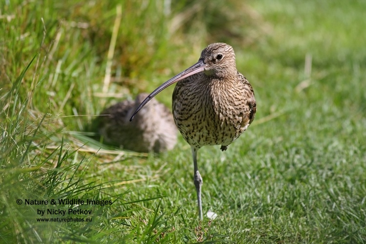 WildLife Photos of Birds, Waders, Eurasian Curlew, Numenius arquata